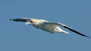 Northern Gannet