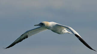 Northern Gannet