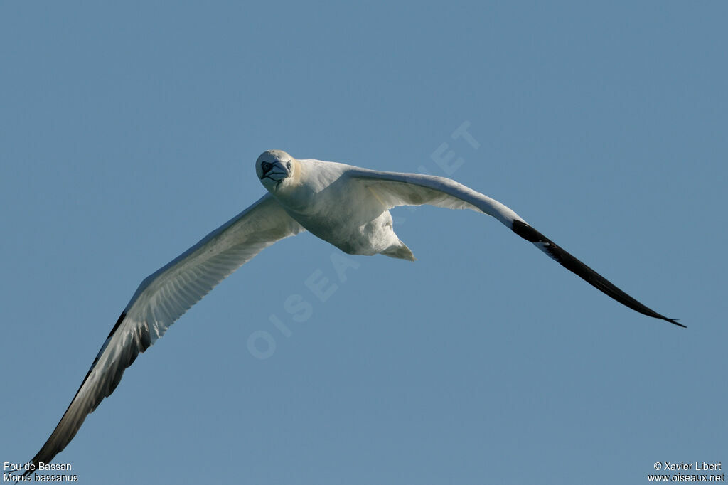 Northern Gannetadult post breeding, Flight