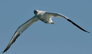 Northern Gannet