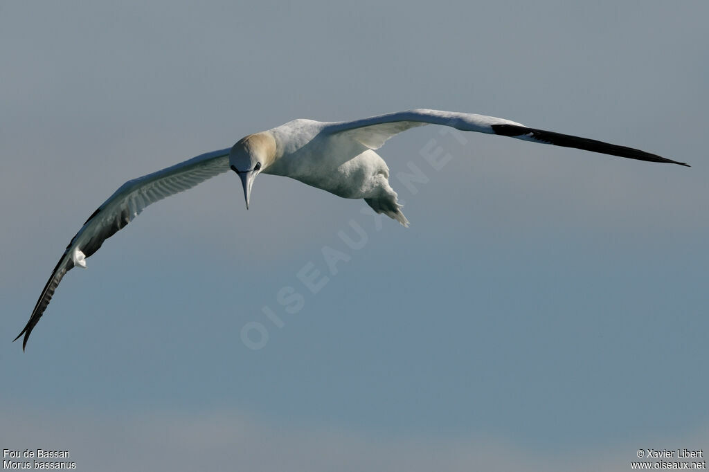 Northern Gannetadult post breeding, Flight