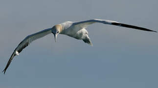 Northern Gannet