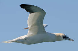 Northern Gannet