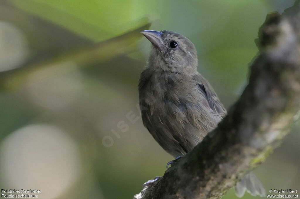 Seychelles Fody, identification