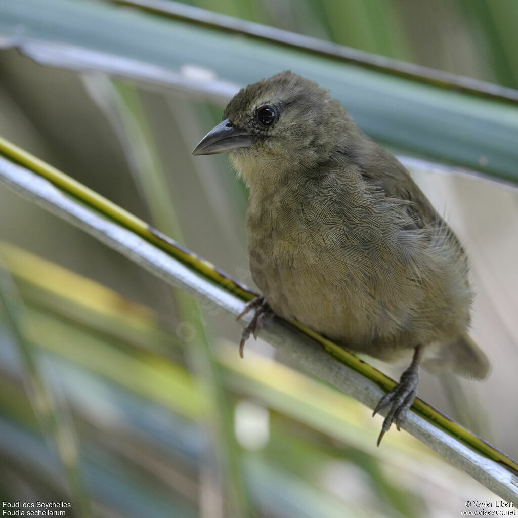 Foudi des Seychelles, identification