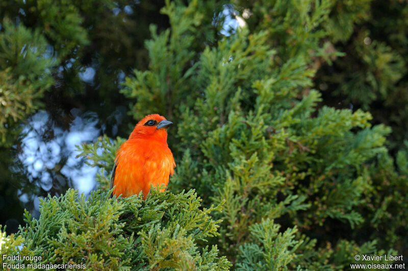 Red Fody, identification