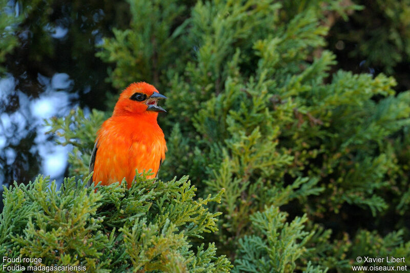 Foudi rouge, identification, chant