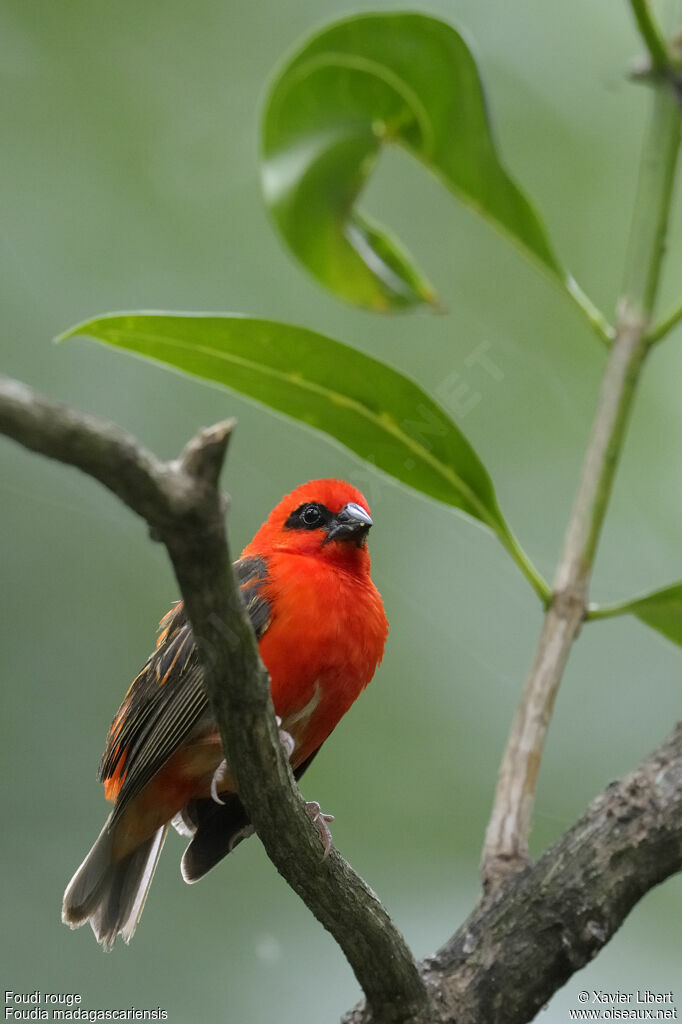 Foudi rouge mâle adulte, identification