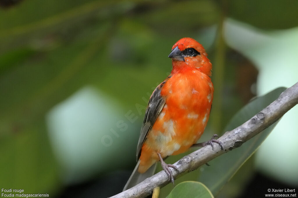 Foudi rouge mâle adulte, identification