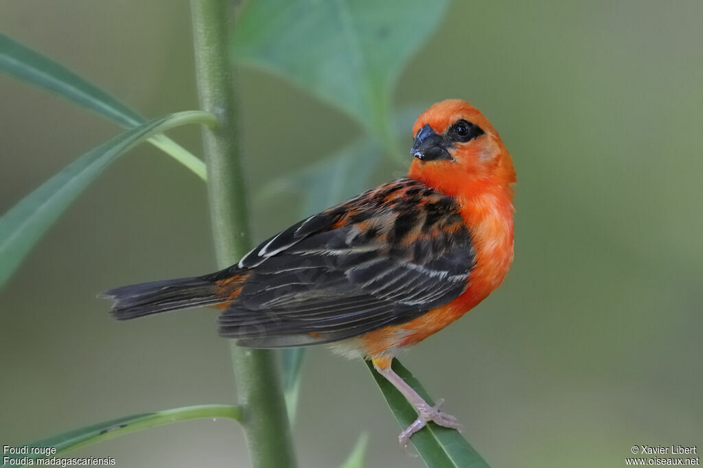 Foudi rouge mâle adulte, identification