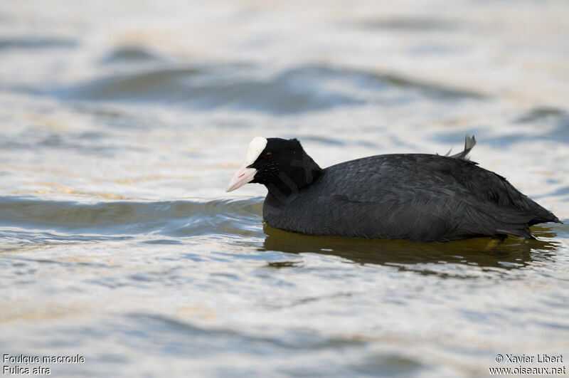 Eurasian Cootadult, identification