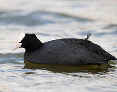 Eurasian Coot