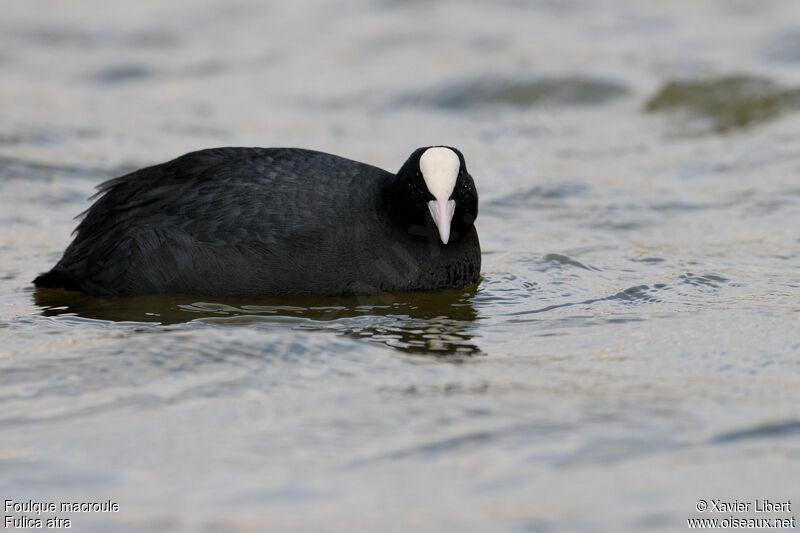 Eurasian Cootadult, identification