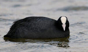 Eurasian Coot