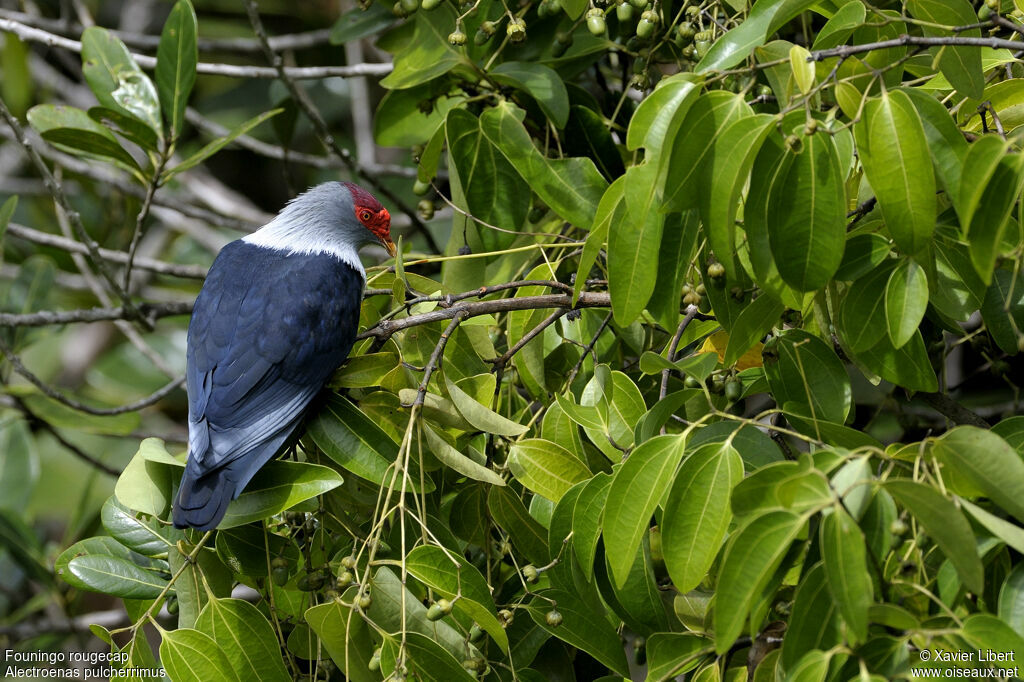 Seychelles Blue Pigeon, identification