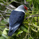 Founingo rougecap