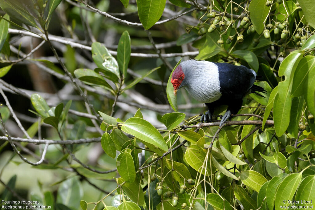 Seychelles Blue Pigeon, identification