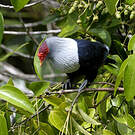 Founingo rougecap