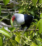 Seychelles Blue Pigeon