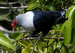 Seychelles Blue Pigeon