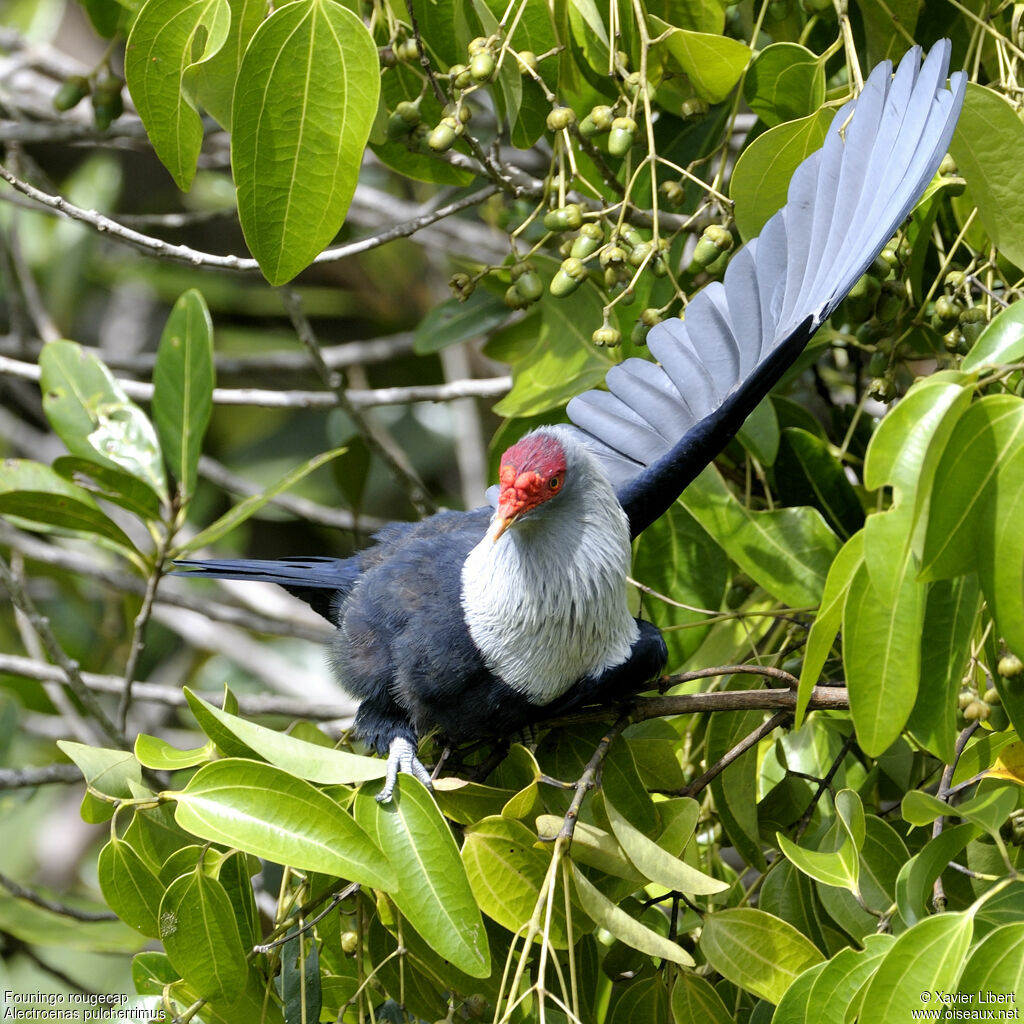 Seychelles Blue Pigeon, identification, Behaviour