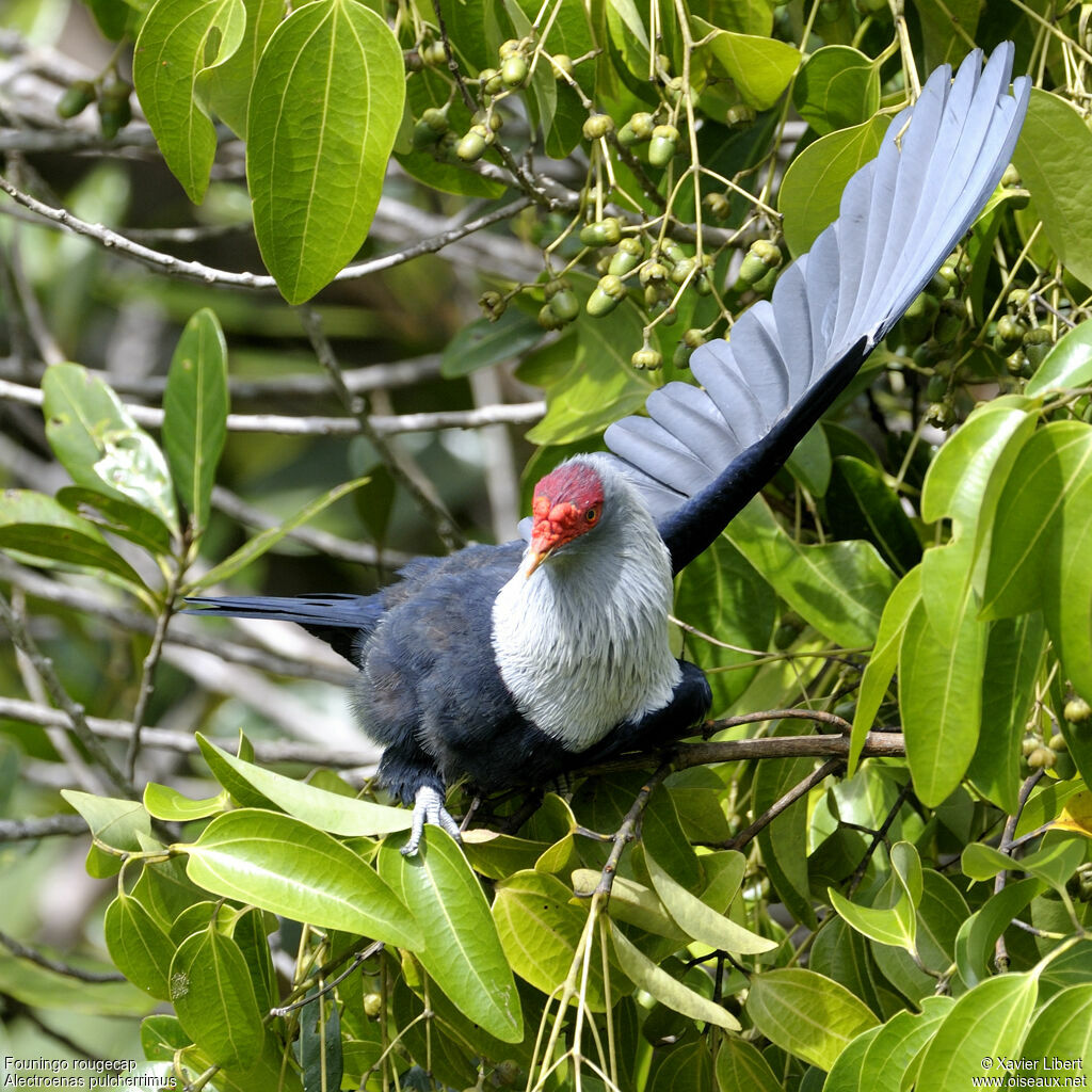 Founingo rougecap, identification, Comportement