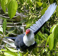 Seychelles Blue Pigeon