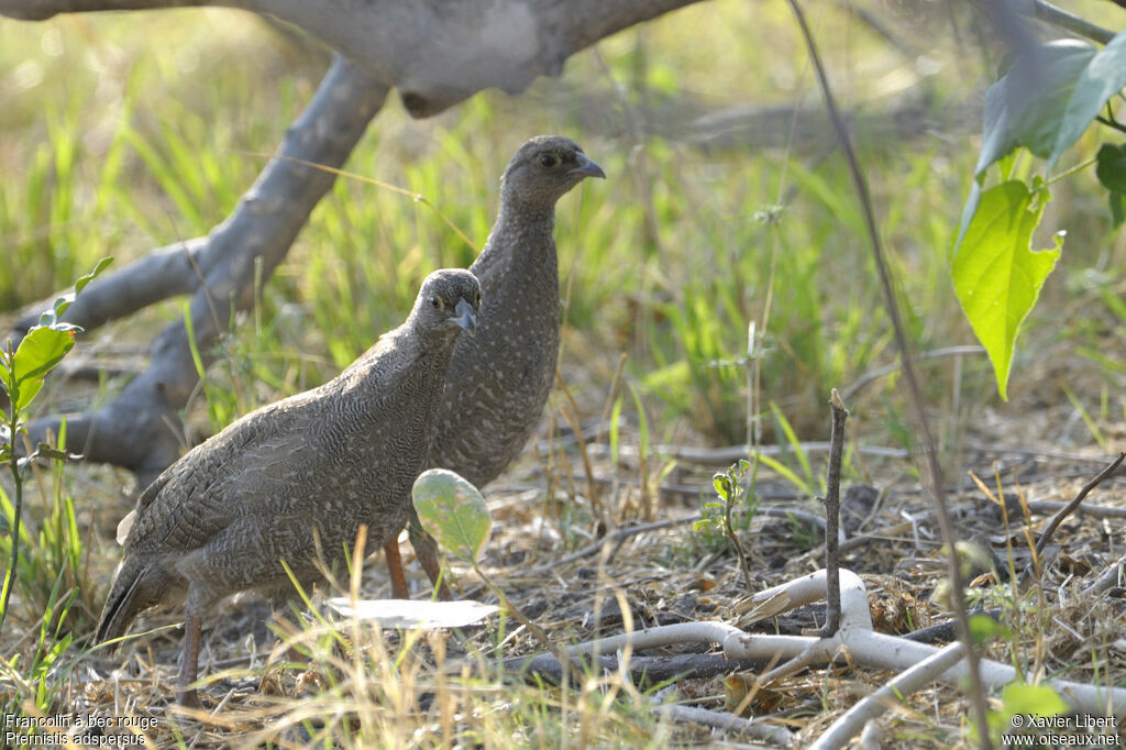 Francolin à bec rougejuvénile, identification