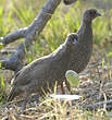 Francolin à bec rouge