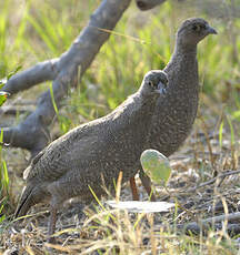 Francolin à bec rouge