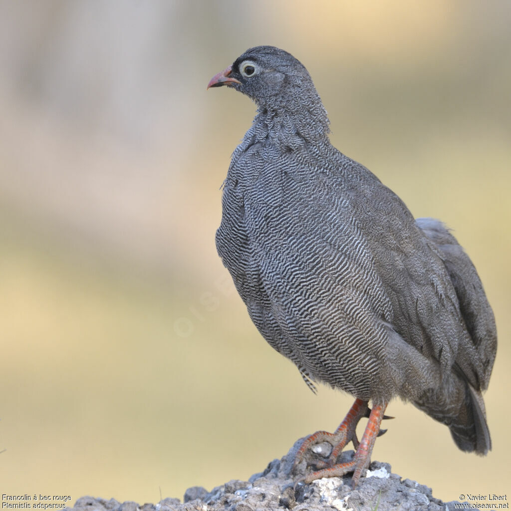 Red-billed Spurfowladult, identification