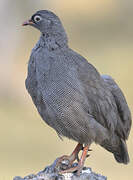 Red-billed Spurfowl