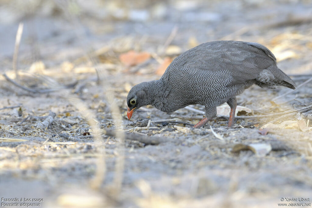 Francolin à bec rougeadulte, identification