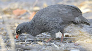 Red-billed Spurfowl