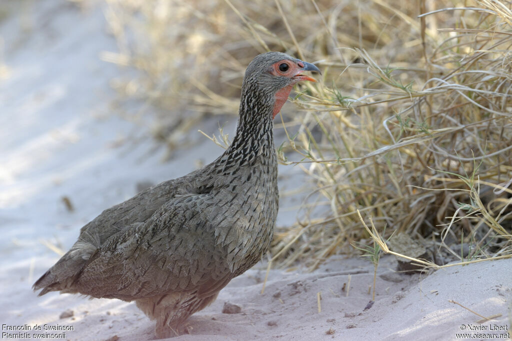 Swainson's Spurfowladult, identification