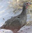 Francolin de Swainson