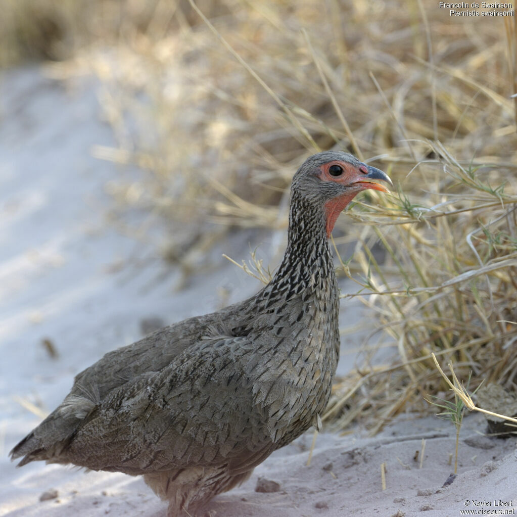 Swainson's Spurfowladult, identification