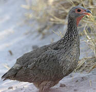 Francolin de Swainson