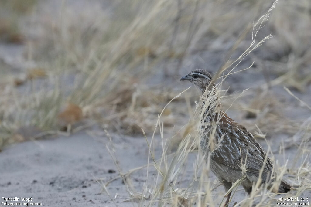 Francolin huppéadulte, identification