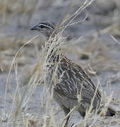 Francolin huppé