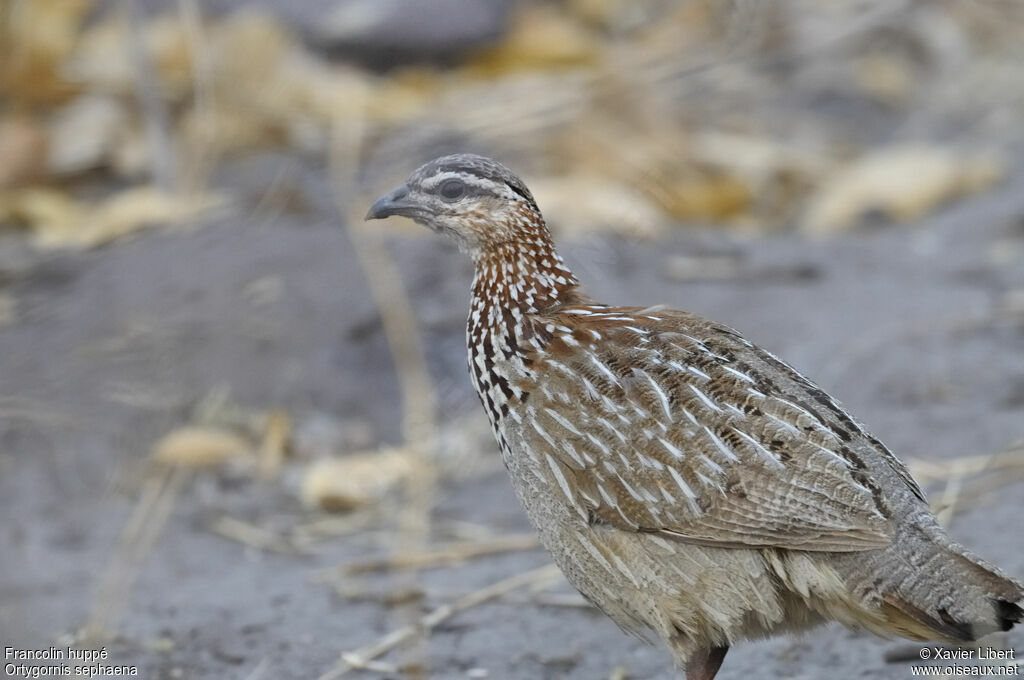 Crested Francolinadult, identification