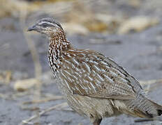 Francolin huppé