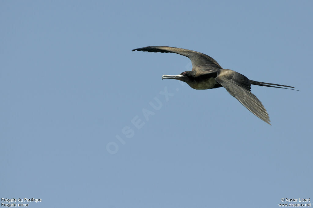 Great Frigatebird female adult, identification