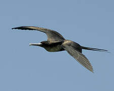 Great Frigatebird