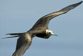 Great Frigatebird