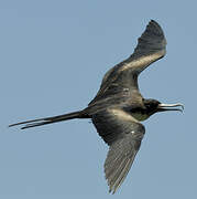 Great Frigatebird