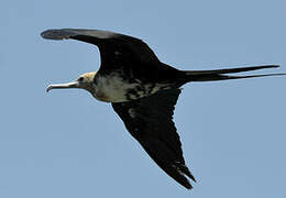 Great Frigatebird