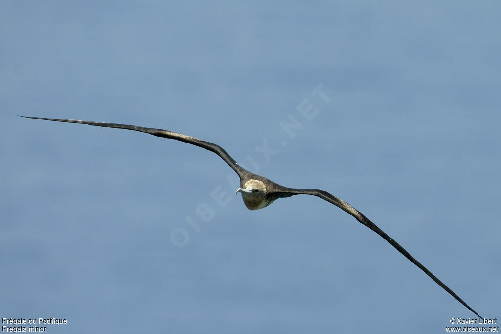 Great Frigatebirdjuvenile, identification