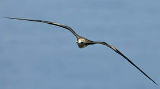 Great Frigatebird