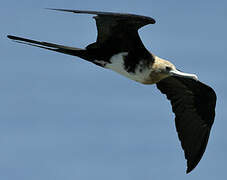 Great Frigatebird